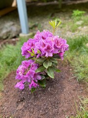 Closeup view of a blooming pink or purple Rhododendron flower bush planted in a yard