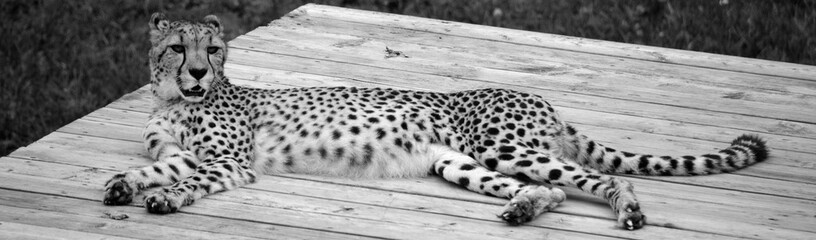 Cheetah is a large-sized feline inhabiting most of Africa and part of the Middle East. © Daniel Meunier