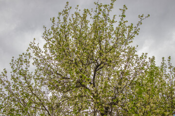 A tree against a sky background