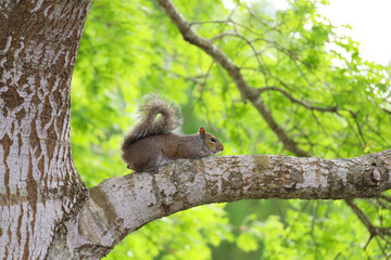 Squirrel Perched on a Tree Branch