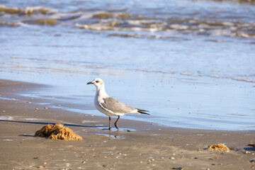 Seagull on the beach