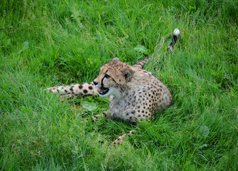 Cheetah is a large-sized feline inhabiting most of Africa and part of the Middle East. © Daniel Meunier