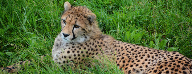 Cheetah is a large-sized feline inhabiting most of Africa and part of the Middle East. © Daniel Meunier