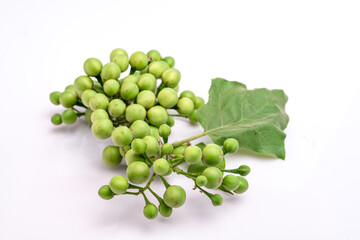 Solanum torvum on a white background.