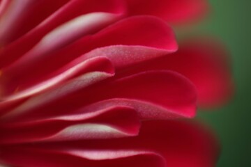 A special petal of dahlia