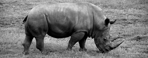 The white rhinoceros or square-lipped rhinoceros is the largest extant species of rhinoceros.  It has a wide mouth used for grazing and is the most social of all rhino species © Daniel Meunier