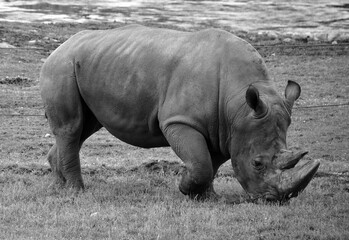The white rhinoceros or square-lipped rhinoceros is the largest extant species of rhinoceros.  It has a wide mouth used for grazing and is the most social of all rhino species © Daniel Meunier