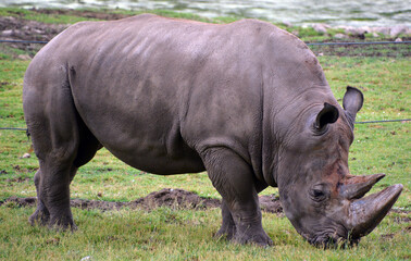 The white rhinoceros or square-lipped rhinoceros is the largest extant species of rhinoceros.  It has a wide mouth used for grazing and is the most social of all rhino species © Daniel Meunier