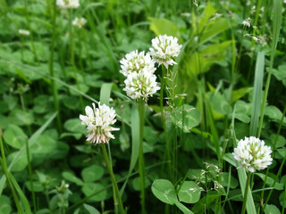 blooming white clover on a green lawn on a blurry green background