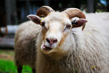 Fototapeta premium Close-up of a white icelandic sheep, in the act of chewing