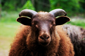 Close-up of a brown icelandic baby ram