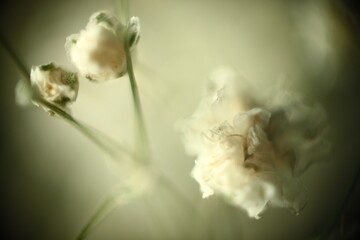 Floral background. Texture of flower. Soft-fokus close-up macro view