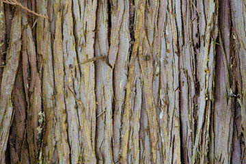 Obraz premium Close-up of cedar bark with yellow and purple colors