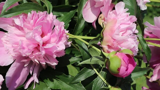 Close up view of fresh large pink flowers and a peony bud in the garden on a summer day. Ants crawl on the petals. Beautiful natural floral background
