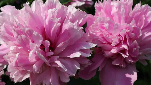 Two flowers of fresh large pink peonies in the garden on a summer day. Beautiful natural floral background