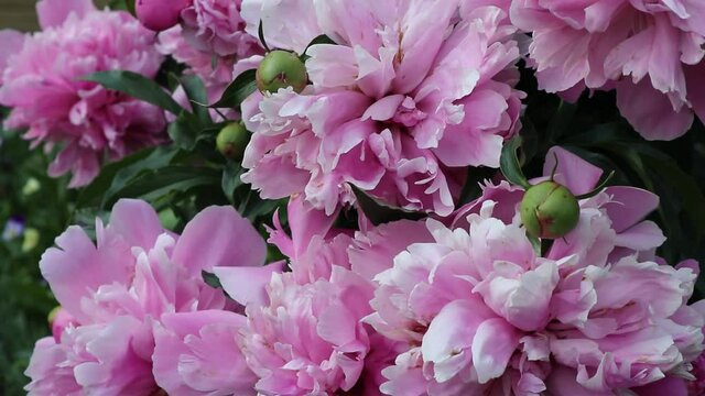Beautiful natural floral background of a blooming pink peony on a summer day. Close up view