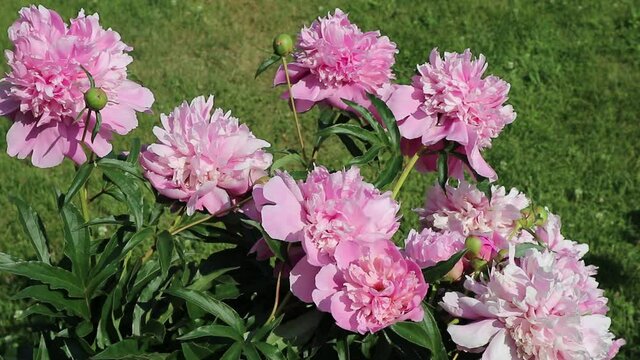 A warm summer breeze sways the branches of a blossoming fresh pink peony against a green lawn in park on a sunny day. Bright floral background