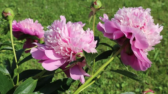 A close look at fresh pink peony flowers swaying in the wind on a sunny summer day against a green lawn