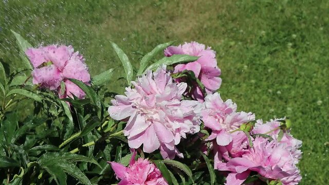 Drops and streams of water pour on beautiful pink peonies on a summer sunny day. Watering and caring for garden plants in hot weather