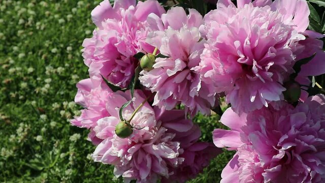 Close up view on beautiful pink peonies in the summer in the garden on a background of green grass on a sunny day