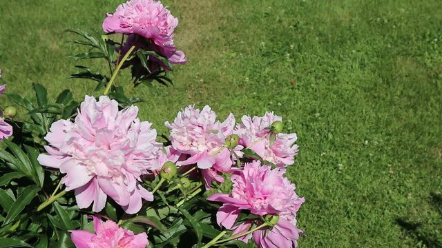 Beautiful pink peonies in the summer in the garden on a background of green grass on a sunny day