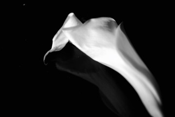 Many sides and beauties of Calla lily