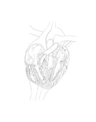 digital drawing line art of human heart