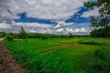 The natural background of green rice paddies and large trees surrounded by cool breezes, seen in rural tourist attractions.