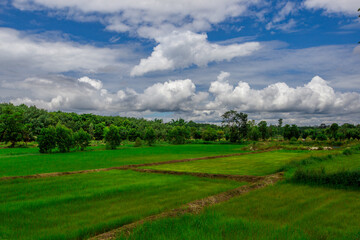 The natural background of green rice paddies and large trees surrounded by cool breezes, seen in rural tourist attractions.