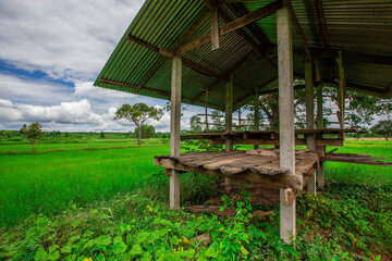 The natural background of green rice paddies and large trees surrounded by cool breezes, seen in rural tourist attractions.