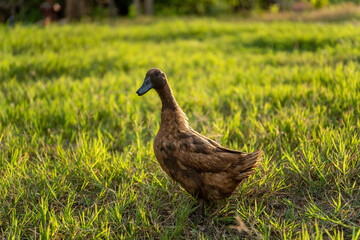 Khaki Campbell duck on a bright green lawn