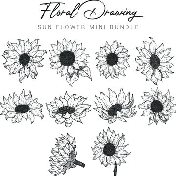 set of floral elements sun flower drawing