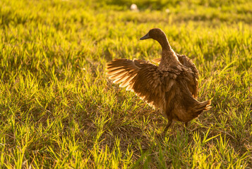 Khaki Campbell duck on a bright green lawn