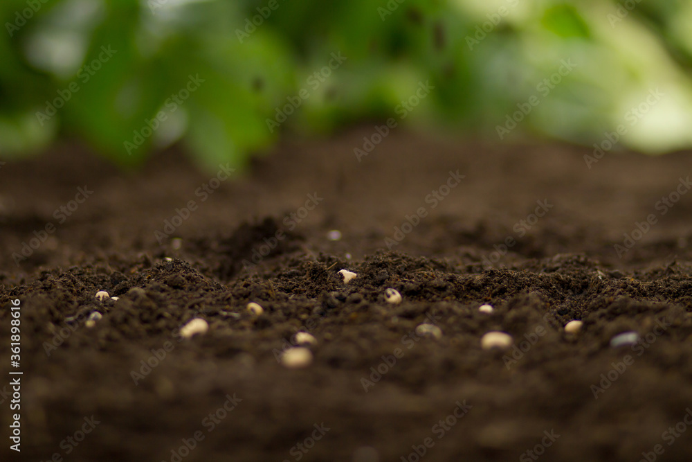 Wall mural seeds of vegetable on soil after sow