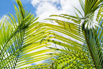 The background image of bright colored palm leaves