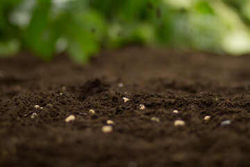 Seeds of vegetable on soil after sow