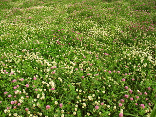 Fototapeta premium 初夏の朝の詰草茂る野原風景