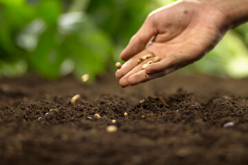 Hand of farmer sowing a seed on soil at home vegetable garden