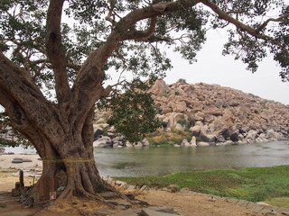 A beautiful natural river and a tree, Hampi, Karnataka, South India, India