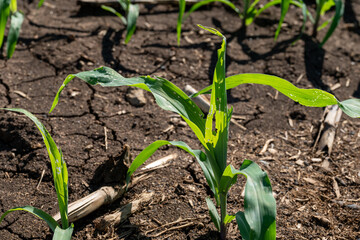 Corn plant in a newly grown farm