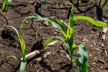 Corn plant in a newly grown farm