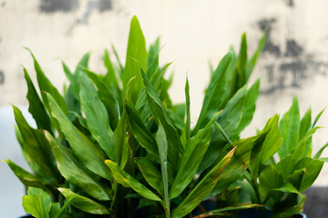 yellow plant with many other plant