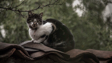 Cat on top of the roof