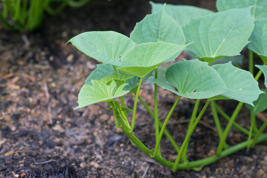 Fresh Crawling Sweet Potato Vine