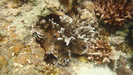 Naklejka na ściany i meble coral found at coral reef area at Tioman island, Malaysia
