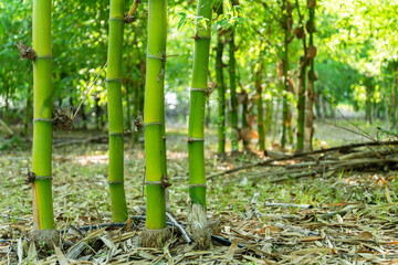 Green bamboo