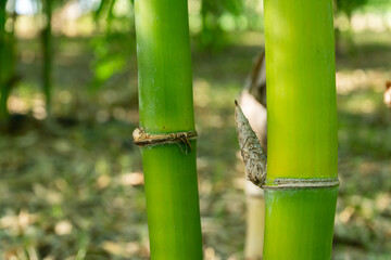 Green bamboo