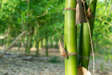 Obraz premium Green bamboo