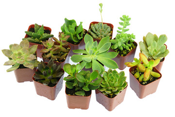 close up on succulent plants isolated on white background