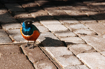 Superb starling bird blue neck with yellow chest. small wild African bird under sunlight